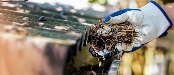 Pine Needle Gutter Cleaning in Bluffton